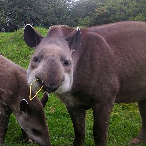 tapir