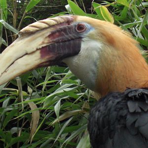 Blyth's Hornbill