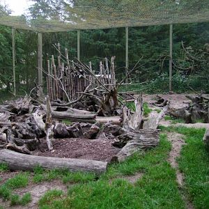 Enclosure of Cynictis penicillata