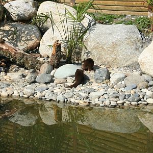 new asian short-clawed otter exhibit