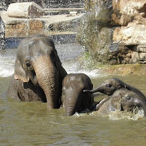 Elephants at Chester Zoo