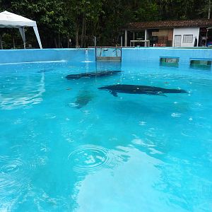 Manatee pool