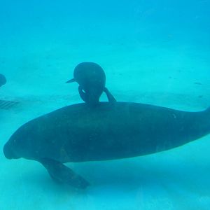 Amazonian manatees