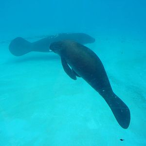 Amazonian manatees