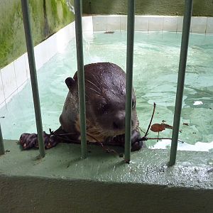 Giant otter