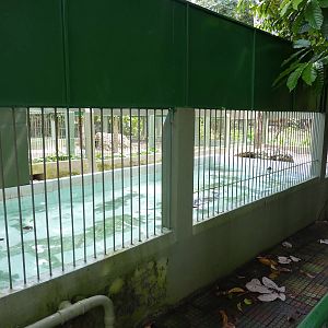Giant otter enclosure