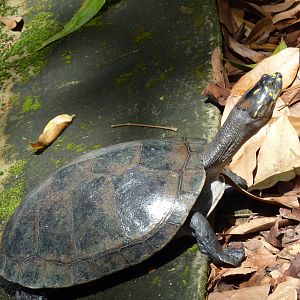 Yellow-spotted river turtle