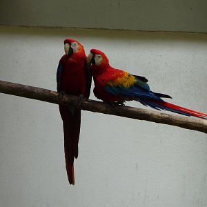 Scarlet macaws