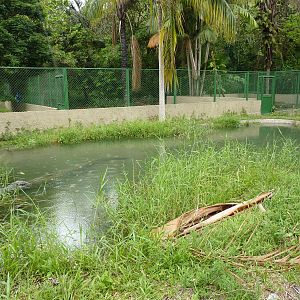 Caiman enclosure