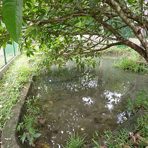 Dwarf caiman enclosure