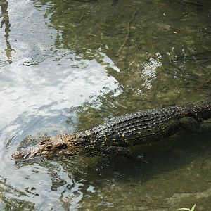 Caiman
