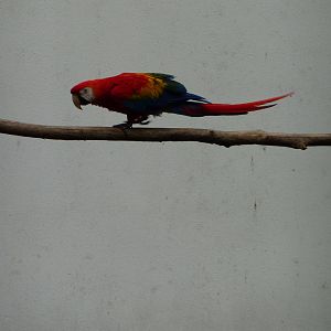 Scarlet macaw