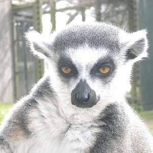 Ring tailed Lemur at Blackpool Zoo 06/05/11