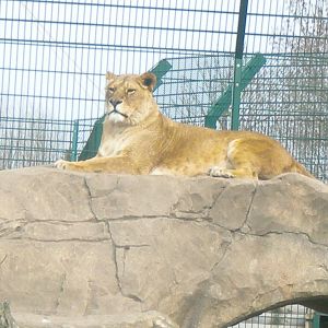 African Lionessess at Blackpool Zoo 06/05/11