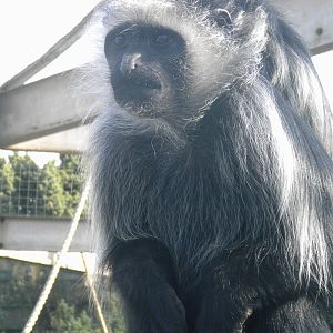 King Colobus Monkey at Blackpool Zoo 06/05/11