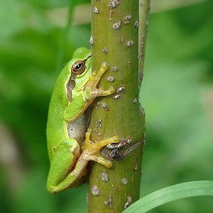 Hyla arborea