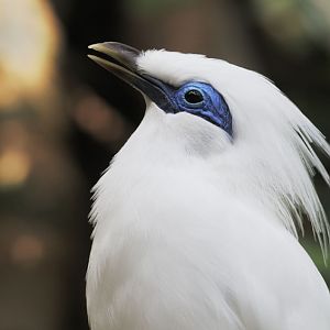 Bali mynah