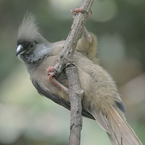Speckled mousebird