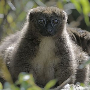 Red bellied lemur