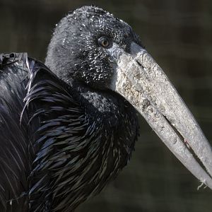 African open billed stork