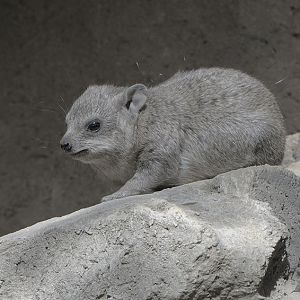 Arabian rock hyrax