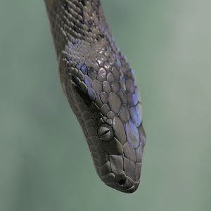 Jamaican boa