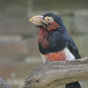 Bearded barbet