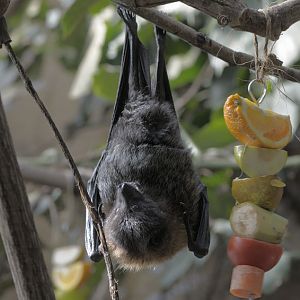 Rodrigues fruit bat