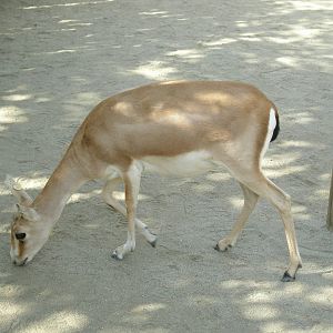 2008-goitered gazelle