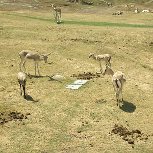 2008 -goitered gazelle