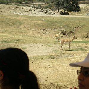 2008-blackbuck