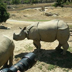 2008-indian rhino
