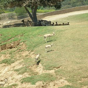 2008-goitered gazelle