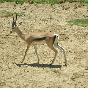 2008-grant gazelle subspecies(I think Roosevelt's)