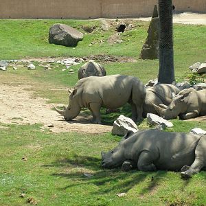2008-white rhino