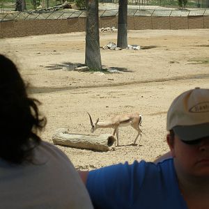 2008-grant gazelle subspecies and some stranger