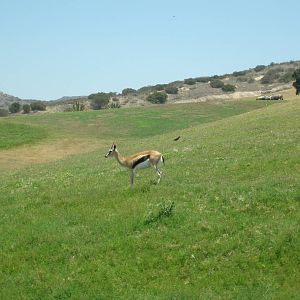 2008-thompsons gazelle