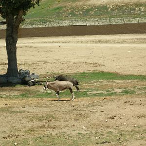 2008-gemsbok and cape buffalo