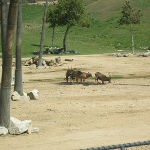 2008-fringe eared oryx