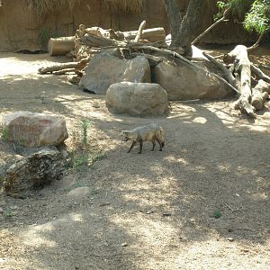 2008-bat-eared fox