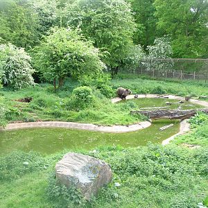 European Brown Bear Exhibit at Whipsnade 08/05/11