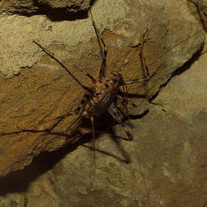 Cave Cricket at Whipsnade 08/05/11