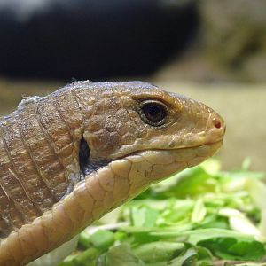 Great Plated Lizard at Whipsnade 08/05/11