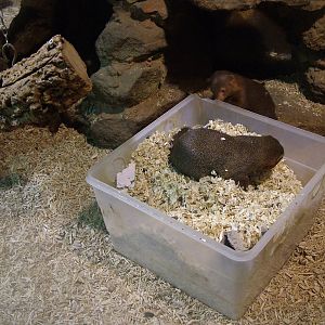 Mongoose Lucky Dip at Whipsnade 08/05/11