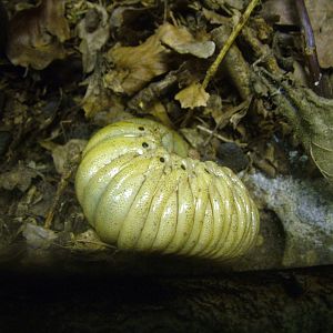 Hercules Beetle Grub at Whipsnade 08/05/11