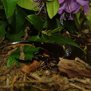 Hercules Beetle at Whipsnade 08/05/11