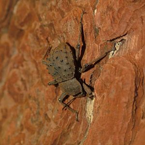 Fregate Island Beetle at Whipsnade 08/05/11