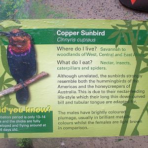 Copper Sunbird Signage at Whipsnade 08/05/11