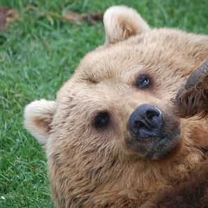 European Brown Bear at Whipsnade 08/05/11