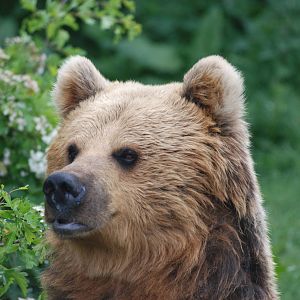 European Brown Bear at Whipsnade 08/05/11